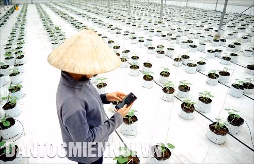 Ứng dụng công nghệ thông tin trong việc trồng và chăm sóc rau tại nông trại thực nghiệm thuộc Công viên Phần mềm Quang Trung (TP.HCM)