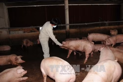 Bộ Y tế phản hồi về "chất tạo nạc" Salbutamol ảnh 1
