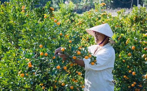 Người dân xã Thanh Luông cắt tỉa quất chuẩn bị cung ứng thị trường Tết. Ảnh: Xuân Tư - TTXVN