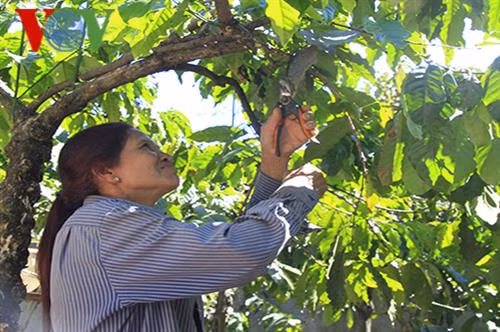 Chị Y Hếp chăm sóc cà phê. Ảnh: vov4.vov.vn