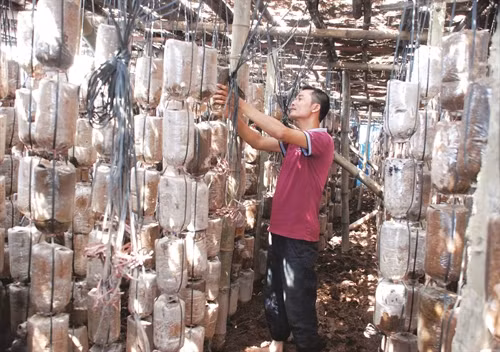 Sản xuất nấm, nghề đem lại thu nhập ổn định cho nhiều hộ nông dân ở Đan Phượng