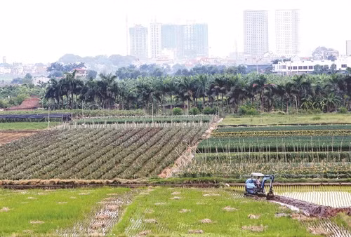 Chuyển đổi cơ cấu nông nghiệptheo hướng sản xuất hàng hóa đã và đang được triển khai tích cực tại các xã Hạ Mỗ, Đan Phượng...