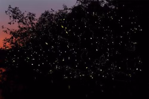 Min Fireflies Garden – Vườn đom đóm, cách trung tâm 30 phút lái xe cũng là điểm đến hấp dẫn khi đến với Kota Bharu. Chèo thuyền len lỏi qua con rạch nhỏ để ngắm đàn đom đóm lập lòe trong bóng tối sẽ là một trong những trải nghiệm khó quên trong đời.