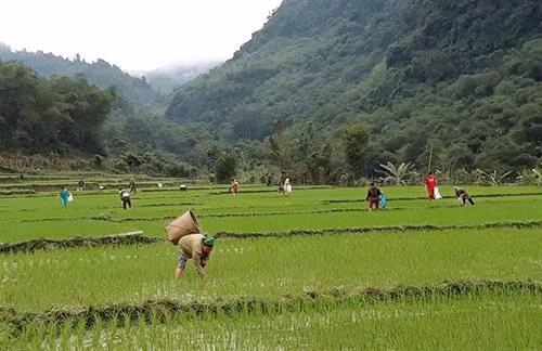 Nông dân Con Cuông tích cực ra đồng tiêu diệt ốc bươu vàng. Ảnh: nongnghiep.vn