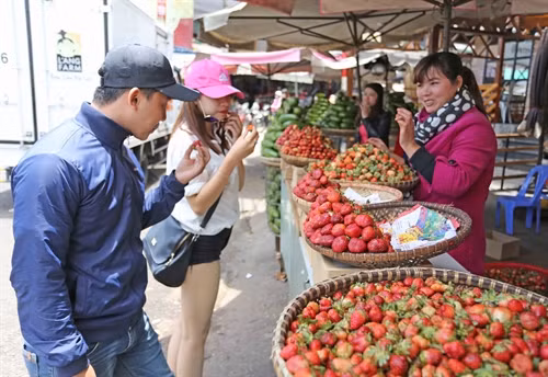 Du khách chọn mua dâu tây tại chợ Đà Lạt.
