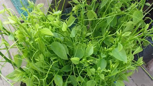 Loại rau này được nhiều người thành phố tìm mua