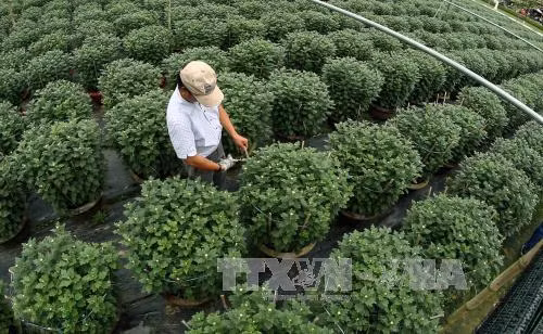 Các chủ vườn hoa chăm sóc hoa cúc đại đoá chuẩn bị bán Tết 2017 tại quận Hải Châu , Đà Nẵng . Ảnh: Trần Lê Lâm - TTXVN