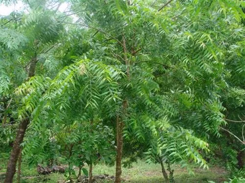 Xoan chịu hạn là loài cây đa tác dụng, vừa có tác dụng chắn gió, chống sạt lở đất vừa cho gỗ, đồng thời quả và lá được dùng làm thuốc trừ sâu sinh học. Ảnh : khuyennongvn.gov.vn