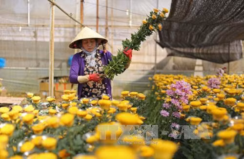 Người dân làng hoa Thái Phiên (Phường 12, Đà Lạt) thu hoạch hoa cúc kim cương. Ảnh: Nguyễn Dũng - TTXVN