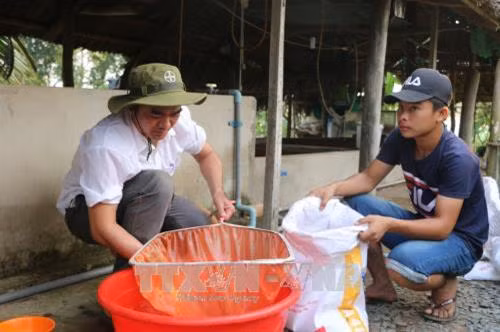Anh Cao Phú Khánh (trái) chuẩn bị cá giống xuất cho khách hàng. Ảnh: Thanh Bình-TTXVN