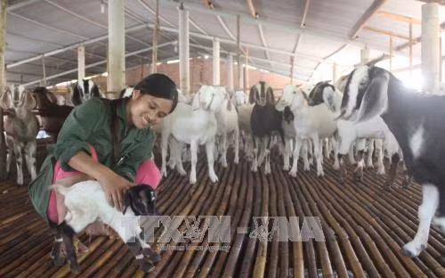 Chăm sóc đàn dê tại trại dê Đức Trung. Ảnh: Lê Xuân - TTXVN
