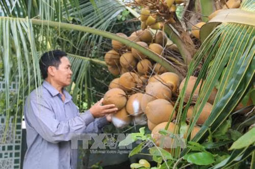 Trồng dừa Mã Lai ở xã Trung Hòa, huyện Chợ Gạo (Tiền Giang). Ảnh: Minh Trí - TTXVN