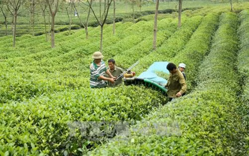 Người trồng chè huyện Yên Sơn thu hoạch chè trên diện tích liên kết với Công ty Cổ phần chè Mỹ Lâm. Ảnh: Văn Tý - TTXVN