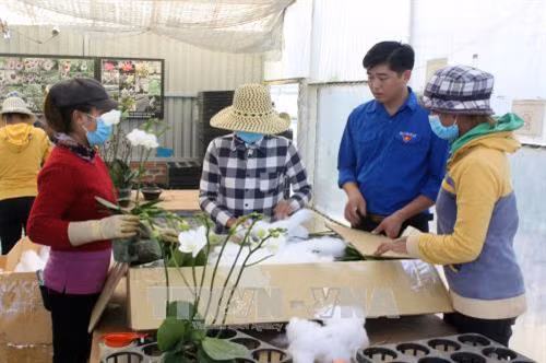 Đóng gói sản phẩm trước khi xuất ra thị trường. Ảnh: Chu Quốc Hùng – TTXVN