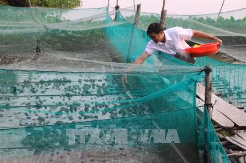 Anh Cao Phú Khánh đang cho ếch ăn. Ảnh: Thanh Bình-TTXVN
