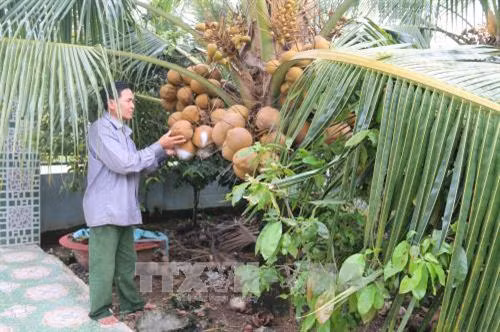 Trồng dừa Mã Lai ở xã Trung Hòa, huyện Chợ Gạo (Tiền Giang). Ảnh: Minh Trí - TTXVN