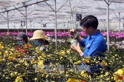 Trang trại hoa lan của Anh Phan Thanh Sang tại Đơn Dương (Lâm Đồng). Ảnh: Chu Quốc Hùng – TTXVN