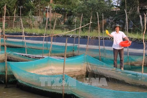 Anh Cao Phú Khánh cho cá ăn. Ảnh: Thanh Bình-TTXVN