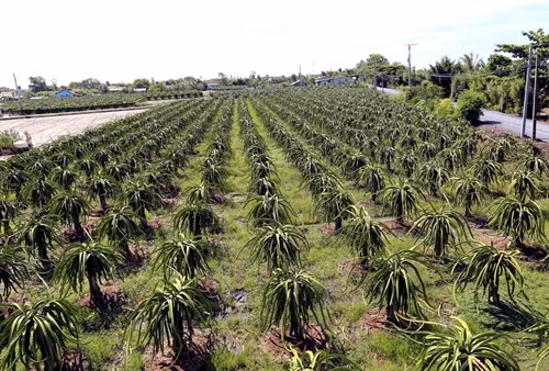 Huyện Châu Thành là vùng trọng điểm phát triển sản xuất thanh long theo đề án tái cơ cấu ngành nông nghiệp “phát triển vùng sản xuất cây ăn quả an toàn”. Hiện nay, tổng diện tích trồng thanh long toàn huyện có hơn 6.060 ha, diện tích đang cho thu hoạch hơn 2.700 ha, sản lượng hàng năm đạt trên 72.000 tấn. Ảnh: Vũ Sinh – TTXVN