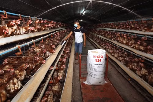 Phát triển chăn nuôi tập trung quy mô trang trại, gia trại an toàn dịch bệnh theo hướng nâng cao giá trị gia tăng, phát triển bền vững theo đề án tái cơ cấu ngành nông nghiệp, trang trại nuôi tổng hợp Út Hữu ở ấp 4, xã Bình Thành, huyện Đức Huệ mỗi năm thu lãi hơn 700 triệu đồng từ thu hoạch trứng gà và sữa bò. Ảnh: Vũ Sinh – TTXVN