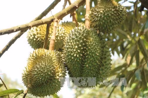 Tiền Giang xây dựng vùng trồng chuyên canh sầu riêng chất lượng cao gắn với giải quyết đầu ra ổn định. Ảnh: Hoài Thu - TTXVN