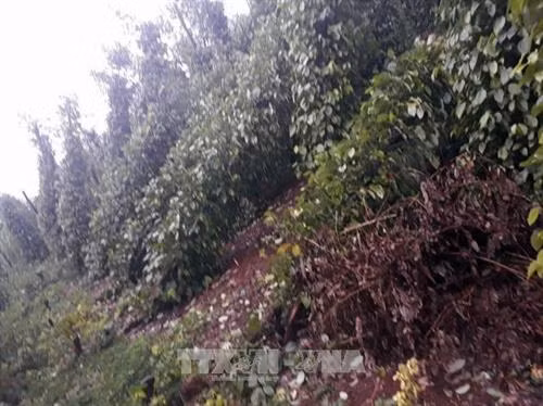 Bão số 12 làm hàng nghìn trụ tiêu gãy đổ, gây thiệt hại nặng nề cho nông dân các huyện Krông Nô, Đắk Song, Đắk G’Long. Ảnh: Hưng Thịnh - TTXVN