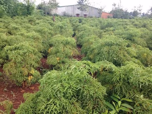 Do nắm bắt được kỹ thuật trồng nên vườn cây của ông Hùng luôn phát triển xanh tốt. Ảnh: danviet.vn