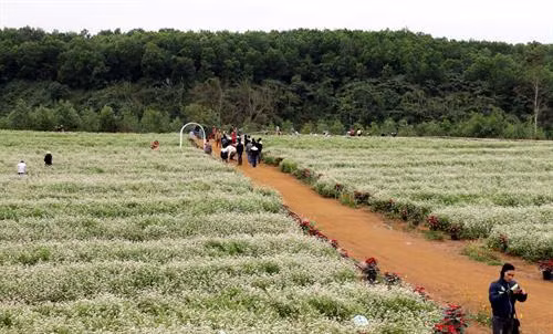 Thời điểm hiện tại là phù hợp nhất để du khách đến thưởng ngoạn vẻ đẹp của loài hoa này trước khi hoa tam giác mạch chuyển sang thời kỳ tạo hạt. Ảnh: Bích Huệ