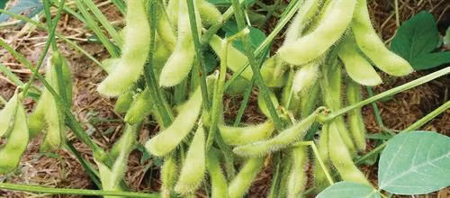 Ðậu nành rau là một món ăn khá ngon và có giá trị dinh dưỡng cao. Ảnh : daunanhrau.com.vn