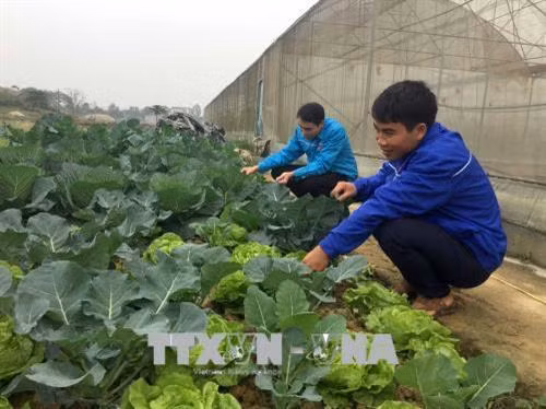 Anh Lê Ngọc Đạt (bên phải) kiểm tra tốc độ sinh trưởng của vườn cây. Ảnh: Nguyễn Nam - TTXVN