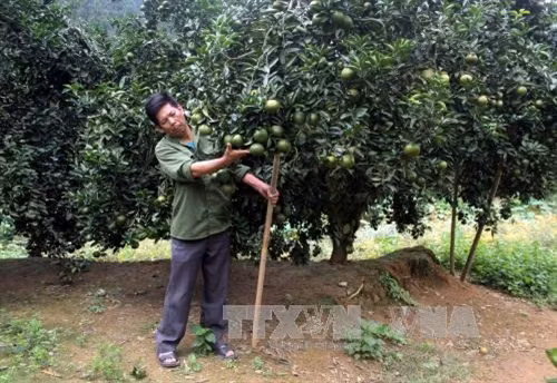 Ông Lương Văn Nho, thôn 4 Thuốc Hạ, xã Tân Thành, huyện Hàm Yên, tỉnh Tuyên Quang chăm sóc vườn cam trồng theo hướng VietGap của gia đình. Ảnh: Quang Cường – TTXVN.