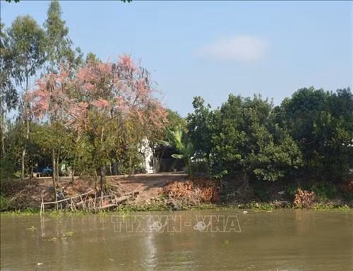 Con đường quê ở huyện Phú tân được tô điểm sắc hồng hoa Ô môi. Ảnh: Công Mạo-TTXVN Hoa tàn hình thành trái Ô môi hình trụ dẹt dài 40-60 cm, hơi cong, đường kính 3-4 cm- gắn bó với tuổi thơ của bao thế hệ người miền Tây. Ảnh: Công Mạo-TTXVN Trái Ô môi gắn liền với tuổi thơ của người dân miền Tây. Ảnh: Công Mạo-TTXVN Vẻ đẹp dịu dàng của hoa Ô môi nhìn từ xa. Ảnh: Công Mạo-TTXVN Hoa Ô môi nở bên bến sông ở xã Phú Bình, huyện Phú Tân. Ảnh: Công Mạo-TTXVN