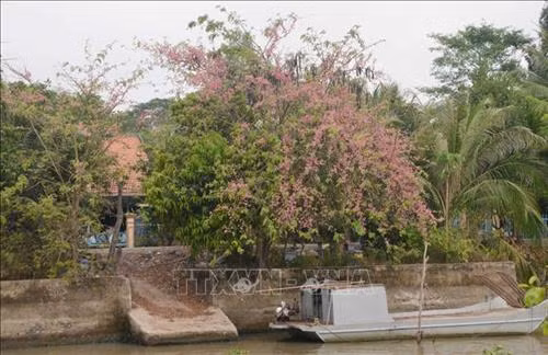 Con đường quê ở huyện Phú tân được tô điểm sắc hồng hoa Ô môi. Ảnh: Công Mạo-TTXVN Hoa tàn hình thành trái Ô môi hình trụ dẹt dài 40-60 cm, hơi cong, đường kính 3-4 cm- gắn bó với tuổi thơ của bao thế hệ người miền Tây. Ảnh: Công Mạo-TTXVN Trái Ô môi gắn liền với tuổi thơ của người dân miền Tây. Ảnh: Công Mạo-TTXVN Vẻ đẹp dịu dàng của hoa Ô môi nhìn từ xa. Ảnh: Công Mạo-TTXVN Hoa Ô môi nở bên bến sông ở xã Phú Bình, huyện Phú Tân. Ảnh: Công Mạo-TTXVN