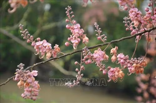 Con đường quê ở huyện Phú tân được tô điểm sắc hồng hoa Ô môi. Ảnh: Công Mạo-TTXVN Hoa tàn hình thành trái Ô môi hình trụ dẹt dài 40-60 cm, hơi cong, đường kính 3-4 cm- gắn bó với tuổi thơ của bao thế hệ người miền Tây. Ảnh: Công Mạo-TTXVN Trái Ô môi gắn liền với tuổi thơ của người dân miền Tây. Ảnh: Công Mạo-TTXVN Vẻ đẹp dịu dàng của hoa Ô môi nhìn từ xa. Ảnh: Công Mạo-TTXVN Hoa Ô môi nở bên bến sông ở xã Phú Bình, huyện Phú Tân. Ảnh: Công Mạo-TTXVN