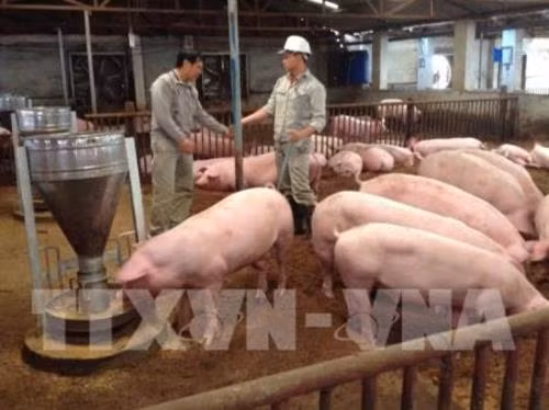 Một mô hình chăn nuôi lợn. Ảnh: Phương Anh - TTXVN