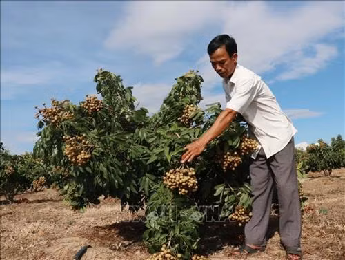 Người dân huyện M’Đrắk đã chuyển đổi các diện tích đất kém dinh dưỡng sang trồng nhãn. Ảnh: Tuấn Anh – TTXVN