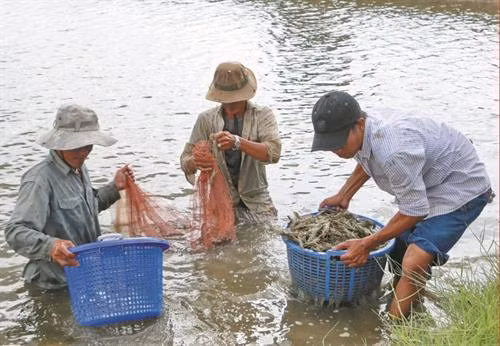 Năm nay, người dân Mỹ Xuyên lại bội thu vụ tôm nước lợ. Ảnh: baosoctrang.org.vn
