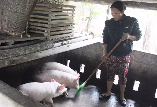 Chị Trương Thị Lý ở xã Nghĩa Hưng, huyện Nghĩa Đàn đầu tư vốn vay 30 triệu đồng vào chăn nuôi lợn, nay đã thoát nghèo