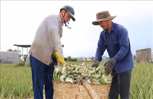 Nha đam tươi đang được thương lái thu mua với gia dao động từ 900-1.200 đồng/kg. Ảnh: Nguyễn Thành – TTXVN