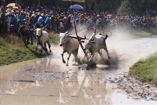 Các đôi bò đua tranh tài quyết liệt tại Hội đua bò Bảy Núi, An Giang năm 2018. Ảnh: Công Mạo-TTXVN