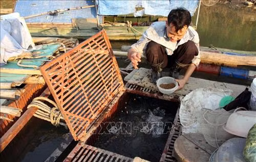 Anh Đặng Hoài Hưng, tổ 7, phường Nông Tiến, thành phố Tuyên Quang, cho cá ăn. Ảnh: Quang Đán – TTXVN