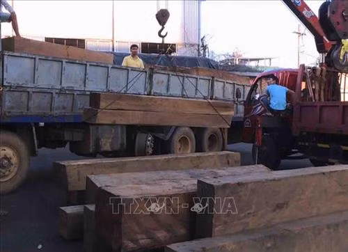 Số gỗ bị Công an tỉnh Đắk Lắk bắt giữ. Ảnh: TTXVN phát