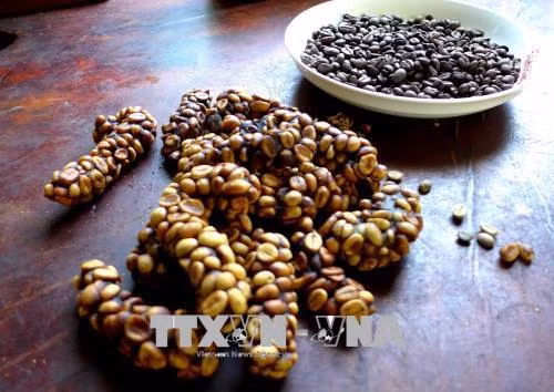 Cà phê chồn đặc trưng của Bình Phước. Ảnh: K GỬIH -TTXVN