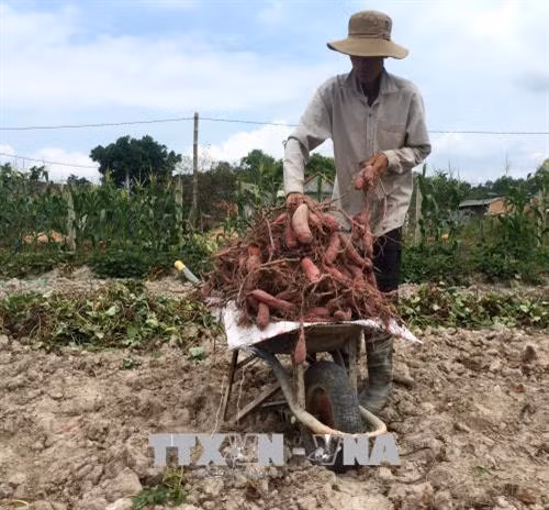 Thành viên Hợp tác xã Tịnh Thọ thu hoạch khoai lang Nhật. Ảnh: Phước Ngọc - TTXVN