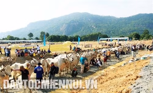 Hội đua bò Bảy Núi là một lễ hội nông nghiệp độc đáo, có một không hai của đồng bào dân tộc Khmer ở hai huyện Tịnh Biên và Tri Tôn. Ảnh: Thanh Sang