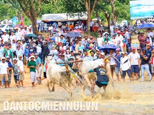 Hội đua bò Bảy Núi hàng năm thu hút hàng nghìn khách du lịch trên khắp cả nước đến xem và cổ vũ cho các đội đua. Ảnh: Thanh Sang