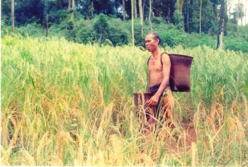 Già làng dân tộc M'nông trên rẫy lúa sắp đến mùa thu hoạch
