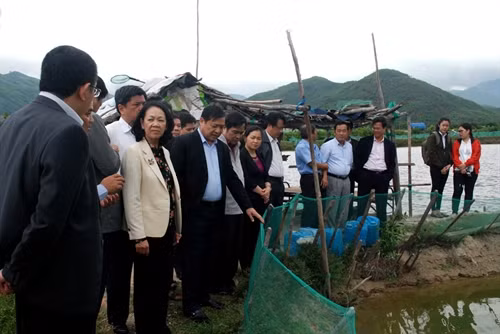 Đồng chí Trương Thị Mai tìm hiểu mô hình nuôi tôm hùm xen cua biển ở xã Xuân Lộc, thị xã Sông Cầu. Ảnh: Thế Lập – TTXVN
