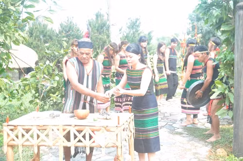 Già làng lấy tiết lợn hòa cùng rượu.