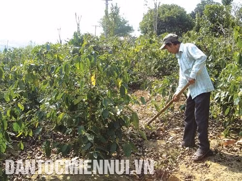Tại Hướng Hóa, đã hình thành nhiều vùng sản xuất nông nghiệp tập trung như: cà phê, hồ tiêu ở thị trấn Khe Sanh, các xã: Hướng Pbùng, Tân Hợp, Pa Tầng
